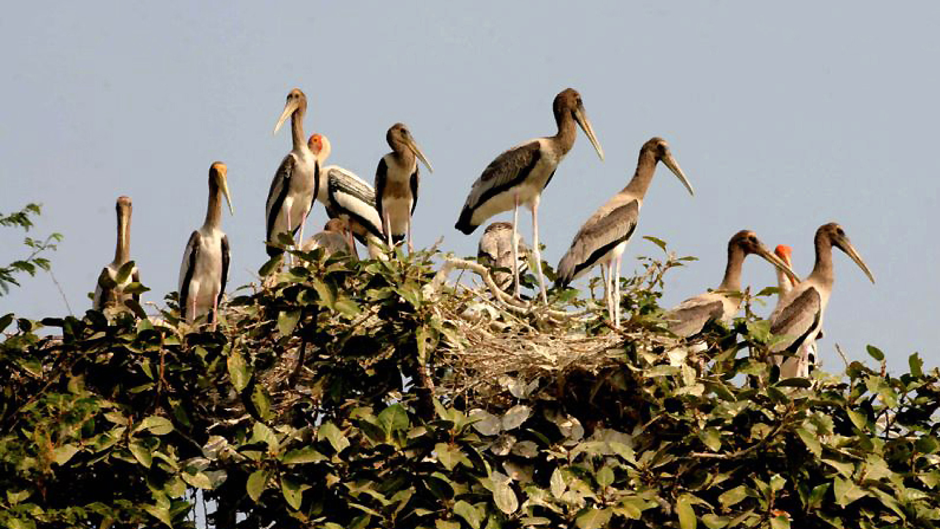 Bird watching is a popular recreation